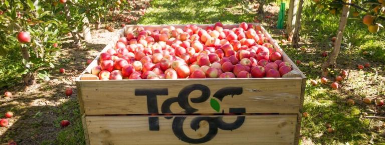timber packaging as apple bins in orchard